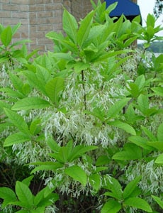 Chionanthus virginicus