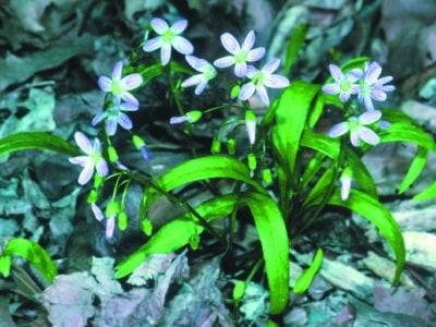 Claytonia virginica