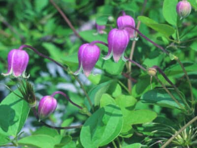 Clematis viorna