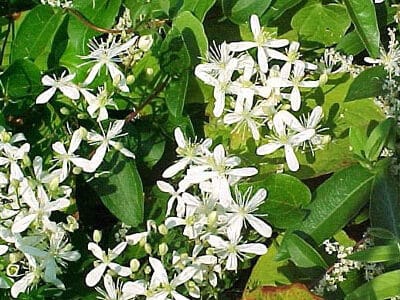 Clematis virginiana