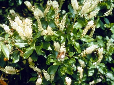 Clethra alnifolia