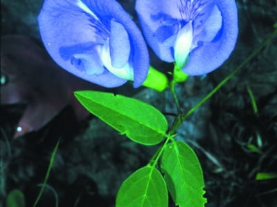 Clitoria mariana