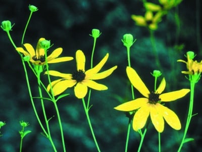 Coreopsis tripteris