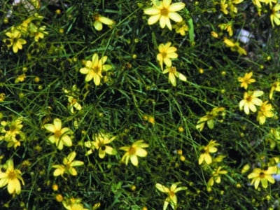 Coreopsis verticillata