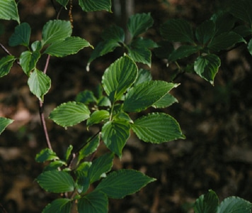 Cornus alternifolia