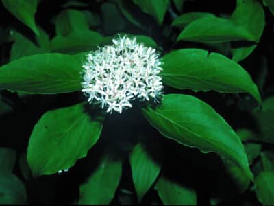 Cornus amomum