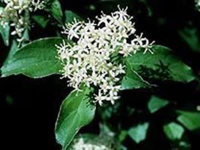 Cornus racemosa