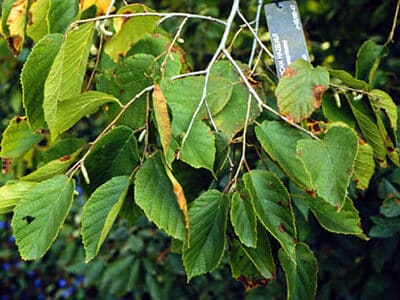 Corylus americana