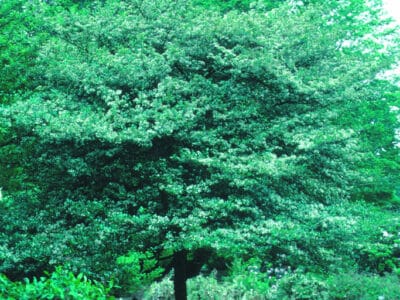 Crataegus crus-galli