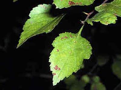 Crataegus viridis