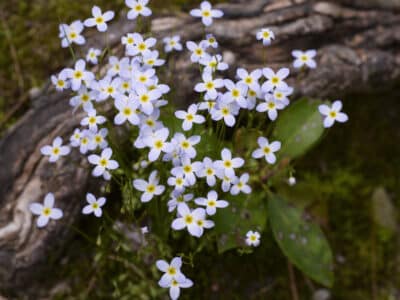 Houstonia caerulea