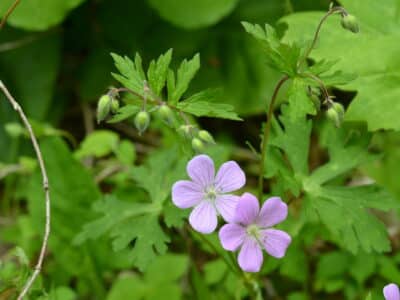 Geranium maculatum