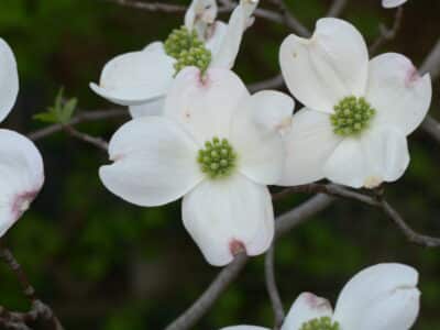 Cornus florida