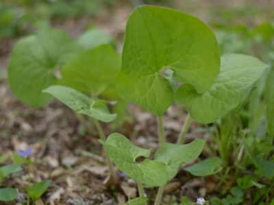 Asarum canadense