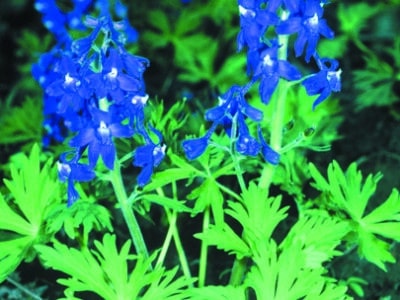 Delphinium tricorne
