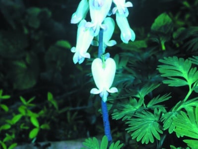 Dicentra canadensis