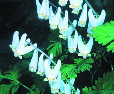 Dicentra cucullaria