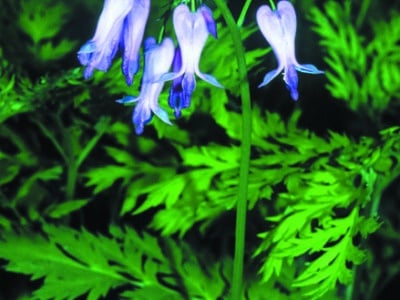 Dicentra eximia