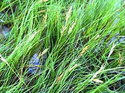 Distichlis spicata