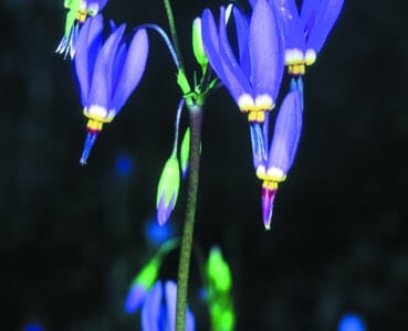 Dodecatheon meadia