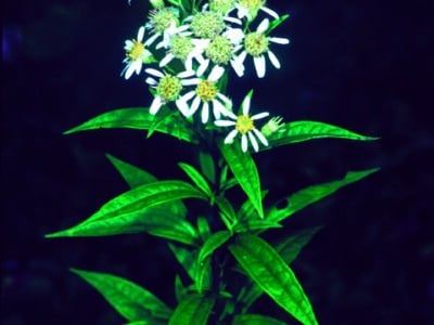 Doellingeria umbellata var. umbellata