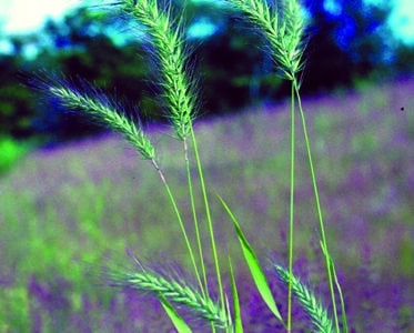 Elymus canadensis