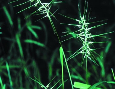 Elymus hystrix
