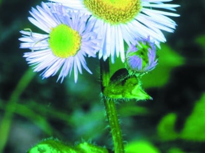 Erigeron pulchellus