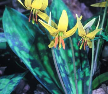 Erythronium americanum