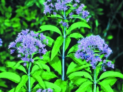 Eupatorium dubium