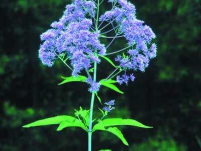 Eupatorium fistulosum