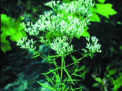 Eupatorium hyssopifolium