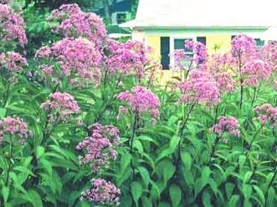 Eupatorium maculatum