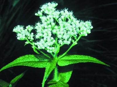 Eupatorium perfoliatum