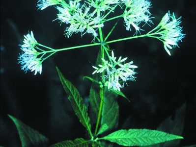Eupatorium purpureum