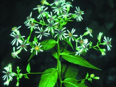 Eurybia divaricata