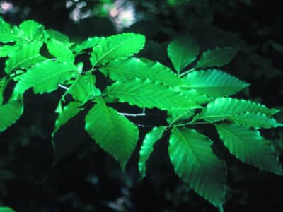 Fagus grandifolia