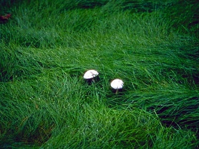 Festuca rubra