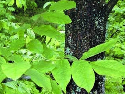 Fraxinus pennsylvanica