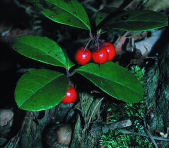 Gaultheria procumbens