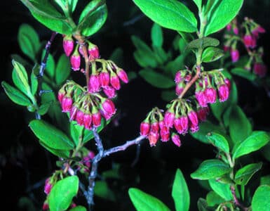 Gaylussacia baccata