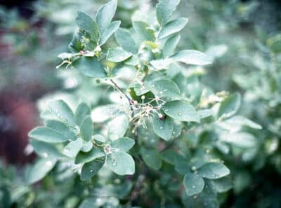 Gaylussacia frondosa