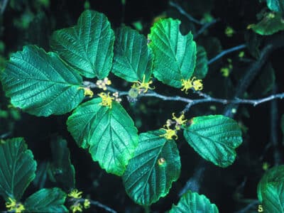 Hamamelis virginiana