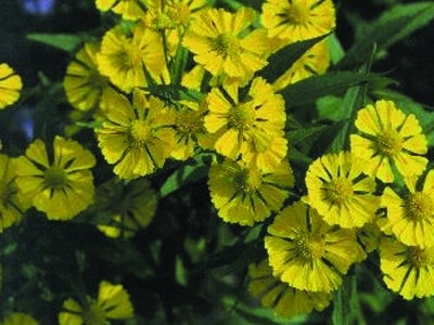 Helenium autumnale