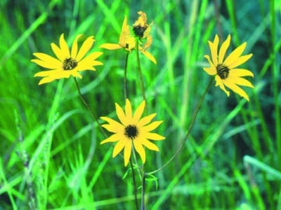 Helianthus angustifolius