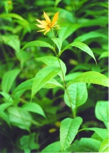 Helianthus decapetalus