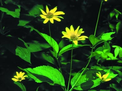 Heliopsis helianthoides