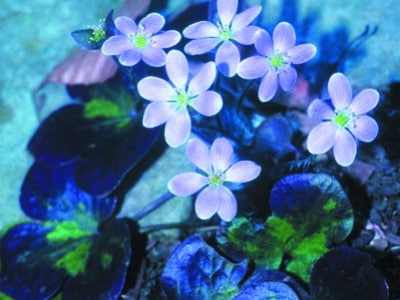 Hepatica nobilis var. obtusa