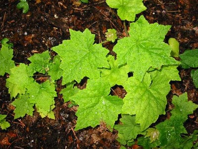 Heuchera villosa