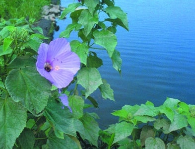 Hibiscus moscheutos